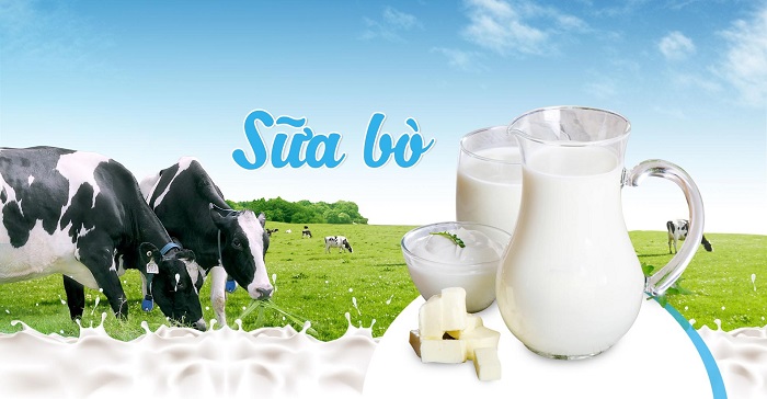 Mộc Châu là một trong những trang trại bò sữa lớn nhất cả nước